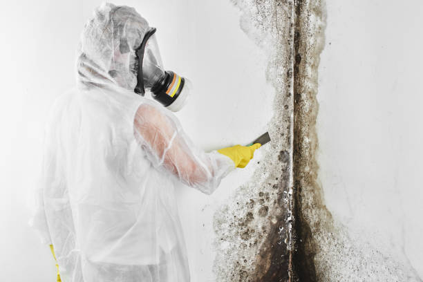 Trusted Kenova, WV Mold Remediation Experts